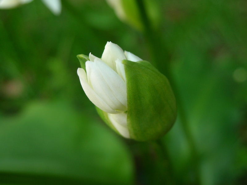 Allium ursinum / Aglio orsino